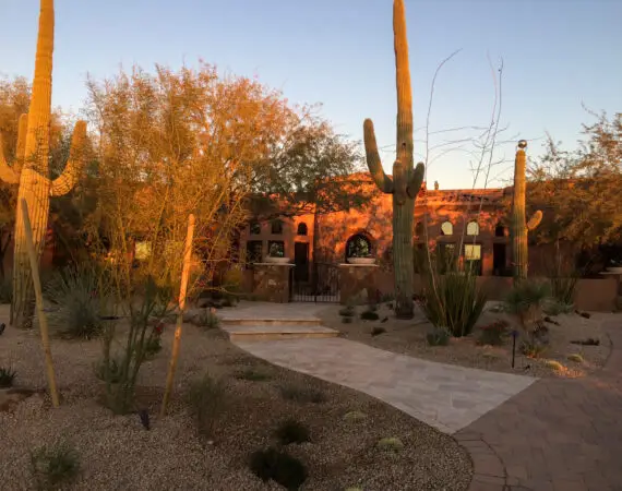 Desert landscaping at sunset featuring tall cacti and native plants surrounding a stone walkway leading to a beautiful house.