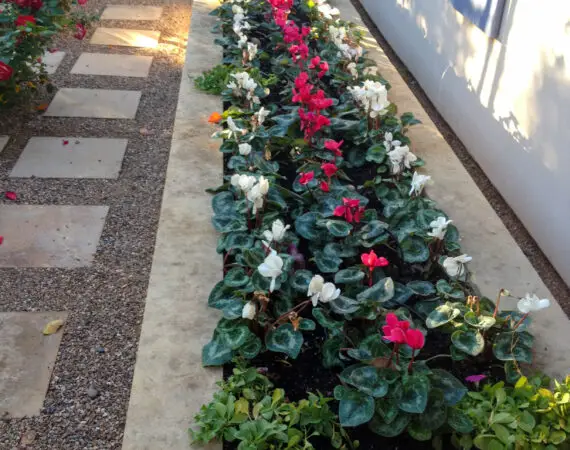 Raised garden bed with neatly arranged white and red flowers next to a house with blue shutters.