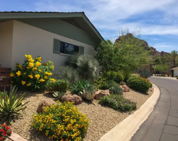 Side view of a suburban home with desert landscaping, featuring yellow flowering shrubs, various cacti, and desert plants along a curved street.